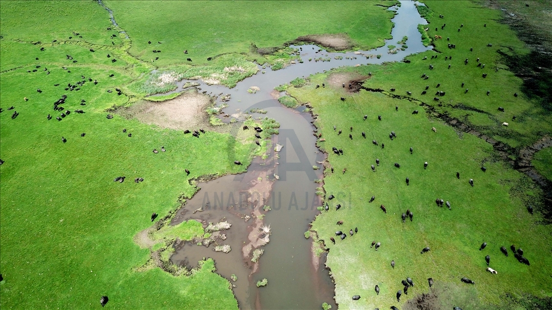 Sheep flock during spring time in Turkey's Bitlis