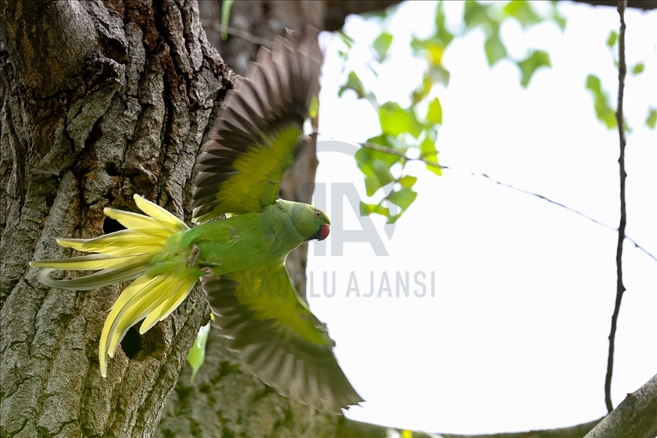 Colourful guests of Ankara