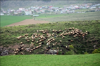 Li Bidlîsê mêrg û çiyayên hêşîn bûn bi keriyên pez xemilîn