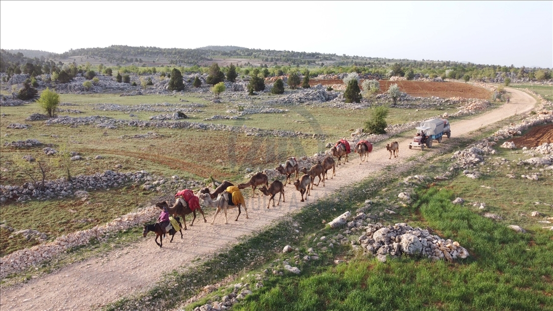 Sarıkeçili Yörükleri 1000 yıllık tarihi yolculuğunu develerle sürdürüyor