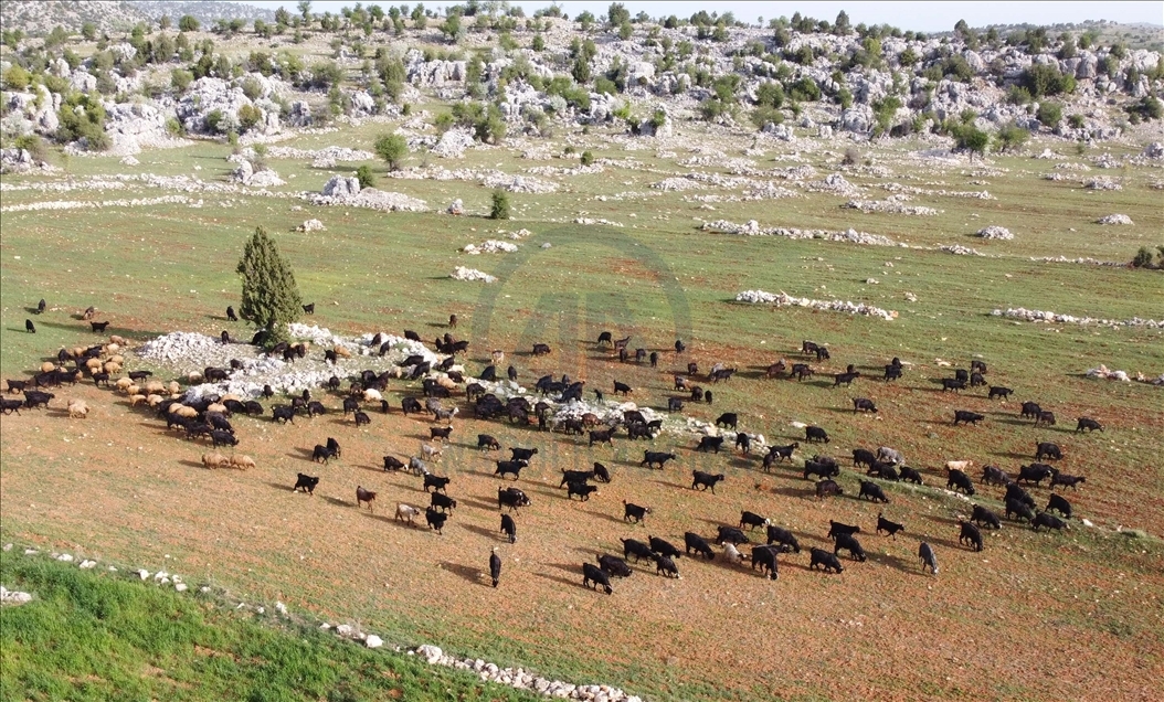 Sarıkeçili Yörükleri 1000 yıllık tarihi yolculuğunu develerle sürdürüyor