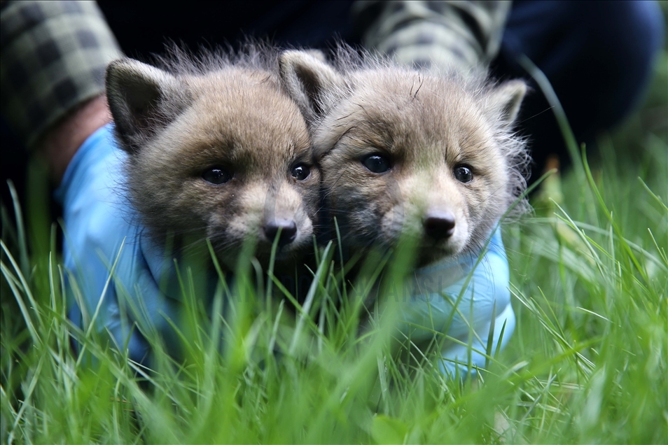 2 wolf pups taken under protection in Turkey's Sivas after being found by villagers​​​​​​​