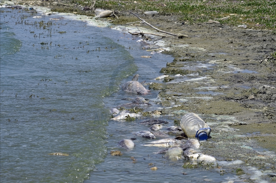 Fish perished in a reservoir in Lebanon threaten the environment