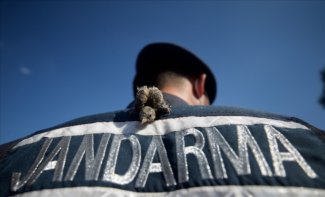 Saka kuşu yavruları kendilerine yuva yapan jandarmanın maskotu oldu