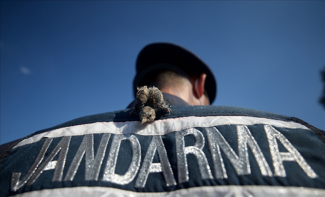 Gendarmeries take care of baby goldfinches