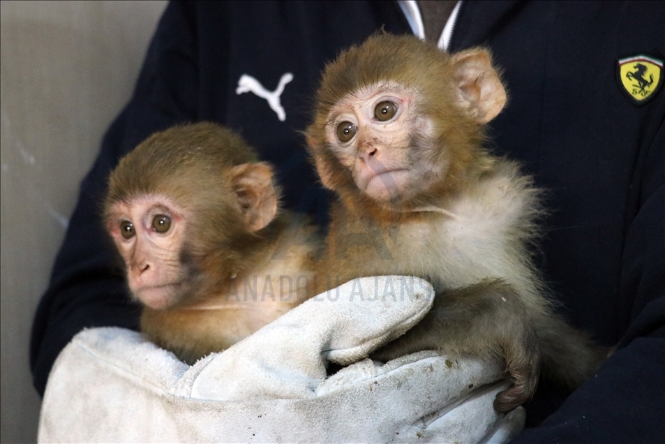 Monkeys, caught at Gurbulak Customs Gate, send to Gaziantep Zoo