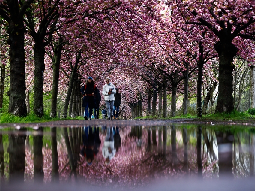 Las espectaculares imágenes de cerezos que florecen en Berlín, Alemania