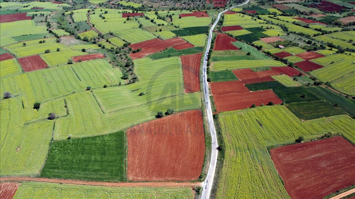 Fields of canola flowers in Turkey's Usak