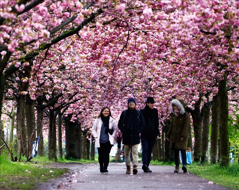 Las espectaculares imágenes de cerezos que florecen en Berlín, Alemania