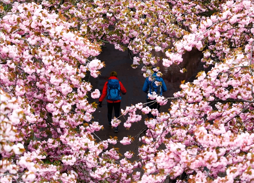 Las espectaculares imágenes de cerezos que florecen en Berlín, Alemania