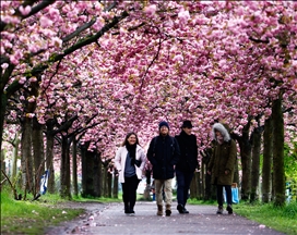 Las espectaculares imágenes de cerezos que florecen en Berlín, Alemania