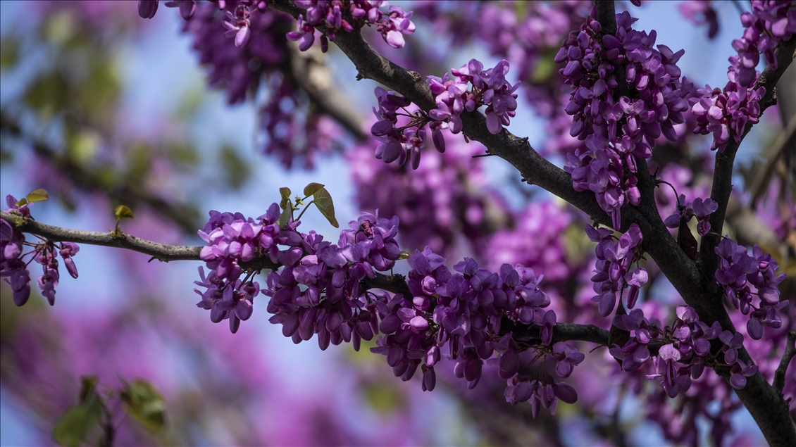 Spring in Ankara