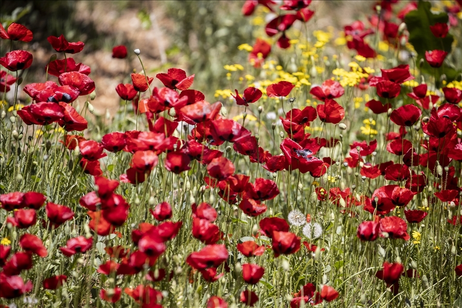 Spring in Ankara