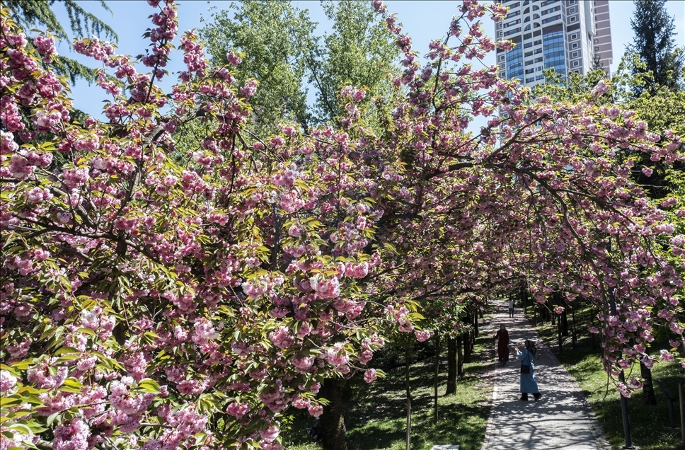 Spring in Ankara