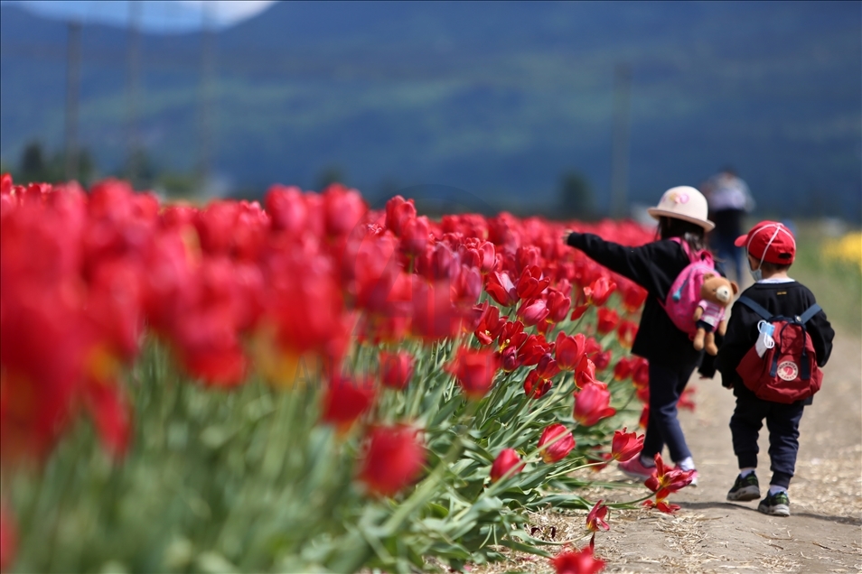 Mother's Day Tulip Picking in Canada