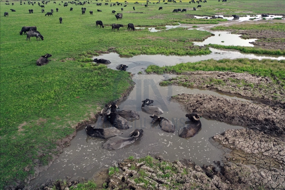 Balıkesir'de dereleri aşarak çamurlarda serinleyen mandaların görüntüsü 'Serengeti'yi aratmıyor 