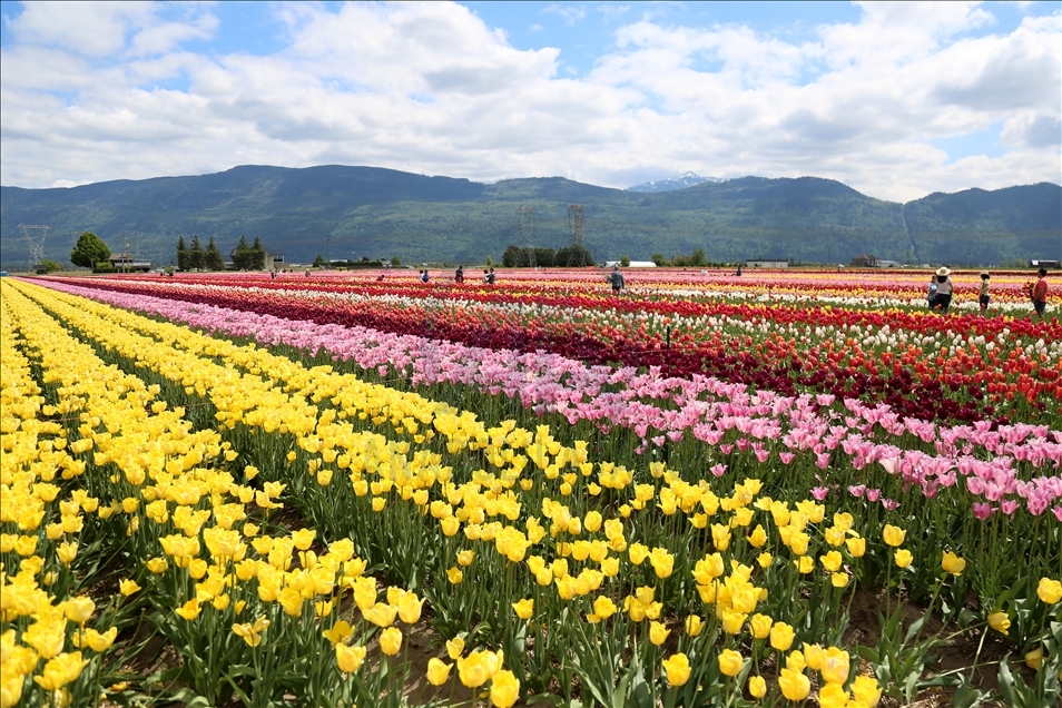 Mother's Day Tulip Picking in Canada