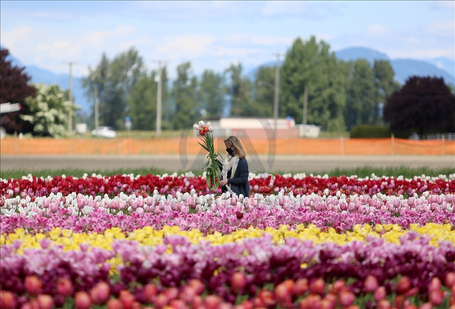 Mother's Day Tulip Picking in Canada