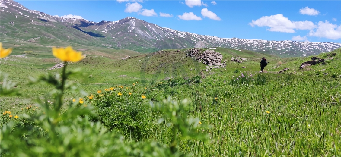 Şırnak'ın Faraşin Yaylası'nda yeşil örtü ve karlı dağlarla iki mevsim bir arada görülüyor 