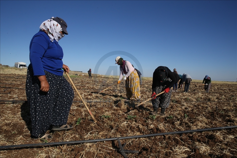 Mardin'in bereketli topraklarında tarımsal faaliyet bayramda da hız kesmedi