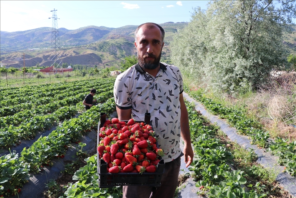 Li Batmanê tescîlkirina "tûfirengiya Sasonê" rûyê hilberîneran geş kir