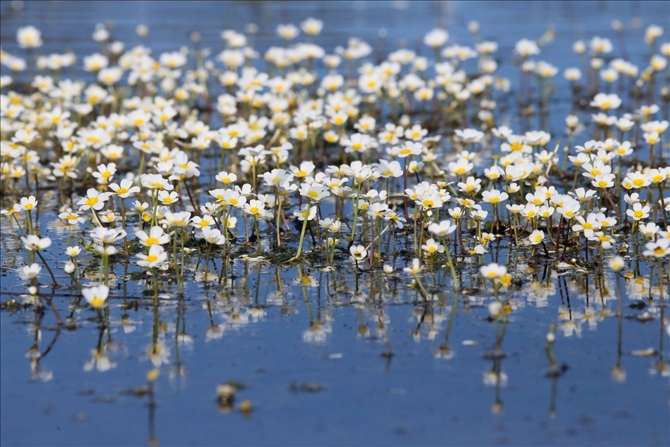 Baharın gelmesiyle göz alıcı güzellikler sunan Kızılırmak Deltası ziyaretçilerini bekliyor