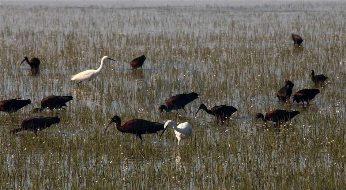 Baharın gelmesiyle göz alıcı güzellikler sunan Kızılırmak Deltası ziyaretçilerini bekliyor