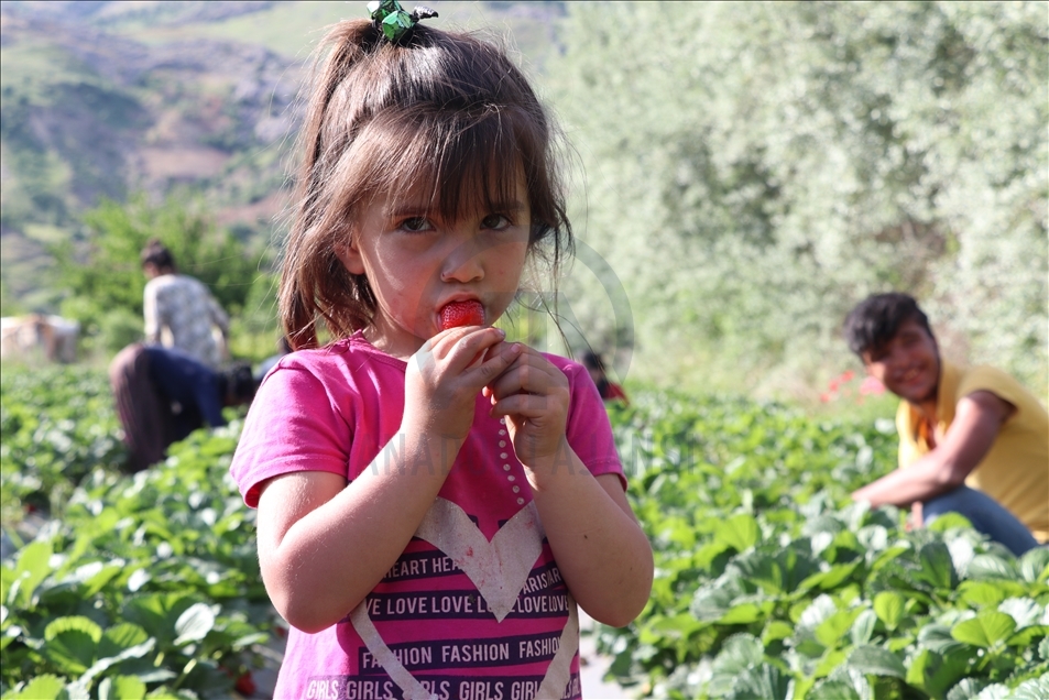 Li Batmanê tescîlkirina "tûfirengiya Sasonê" rûyê hilberîneran geş kir