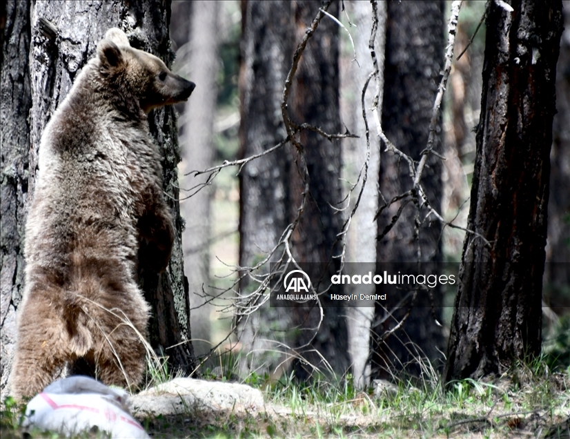 Kars'ta, bozayının ağacın tepesinde beslendiği anlar kameraya yansıdı
