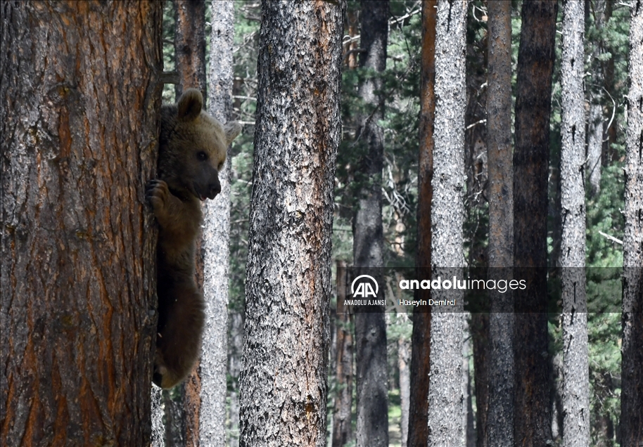 Kars'ta, bozayının ağacın tepesinde beslendiği anlar kameraya yansıdı