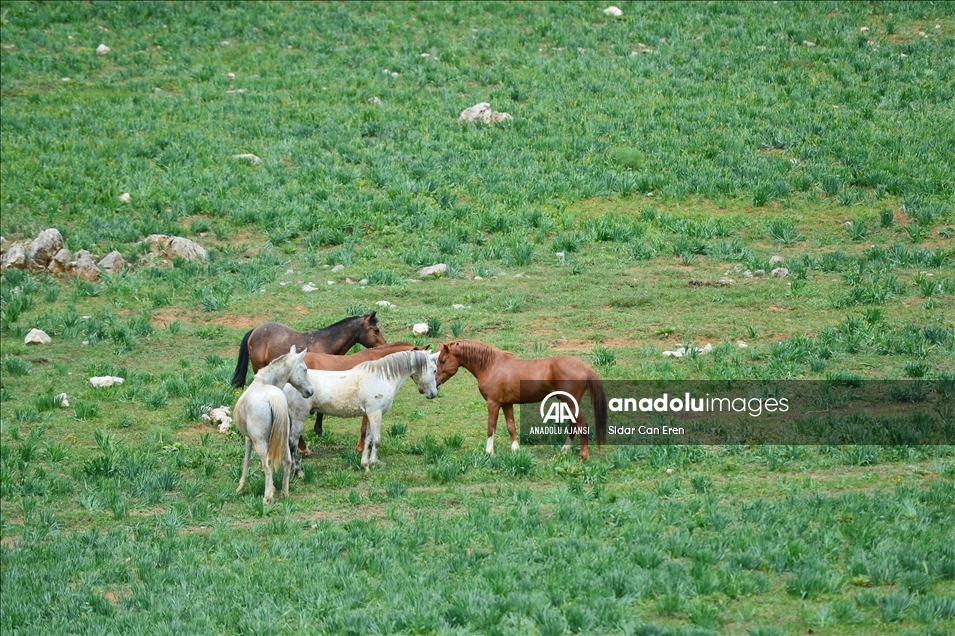 Mercan ve Munzur dağlarındaki atlar doğa tutkunlarının ilgisini çekiyor