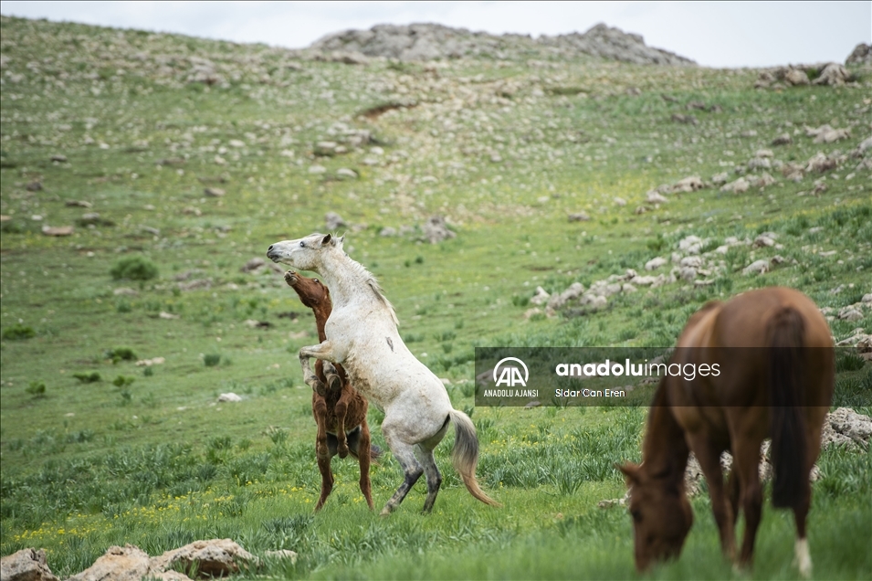 Mercan ve Munzur dağlarındaki atlar doğa tutkunlarının ilgisini çekiyor