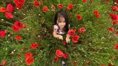 گوڵاڵه سووره كێڵگهكانی دوزجهی خهمڵاندووه
