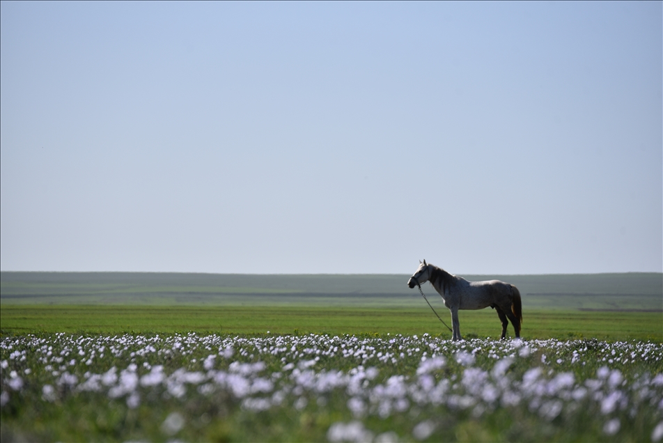 Kars'ta bahar güzelliği