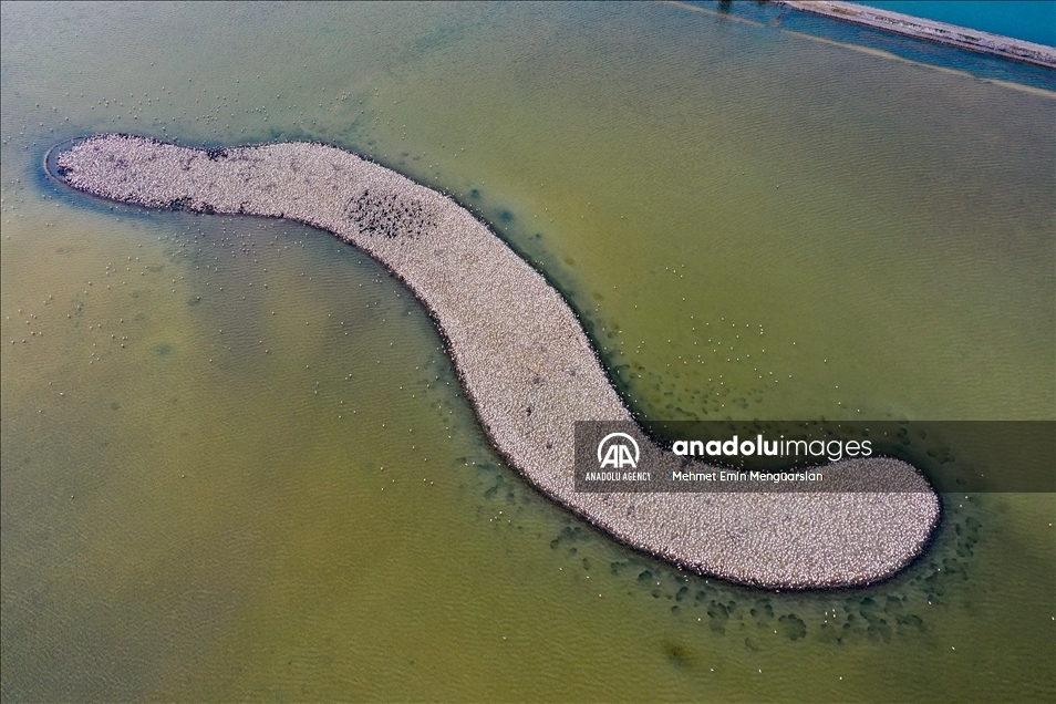 Izmir's flamingo island