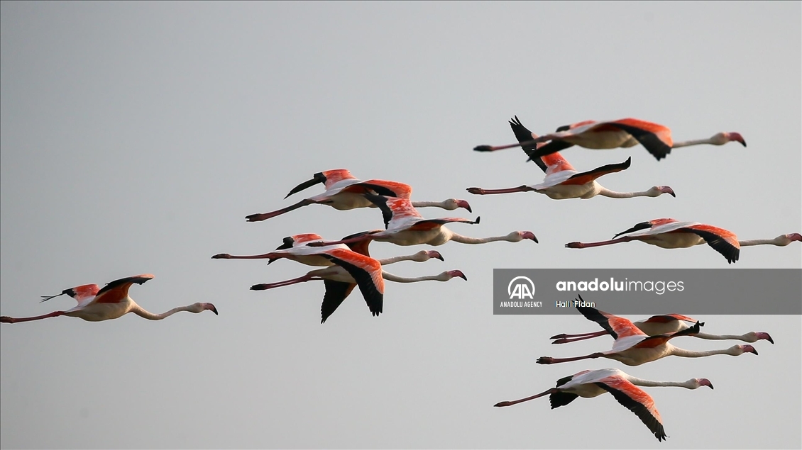 Izmir's flamingo island