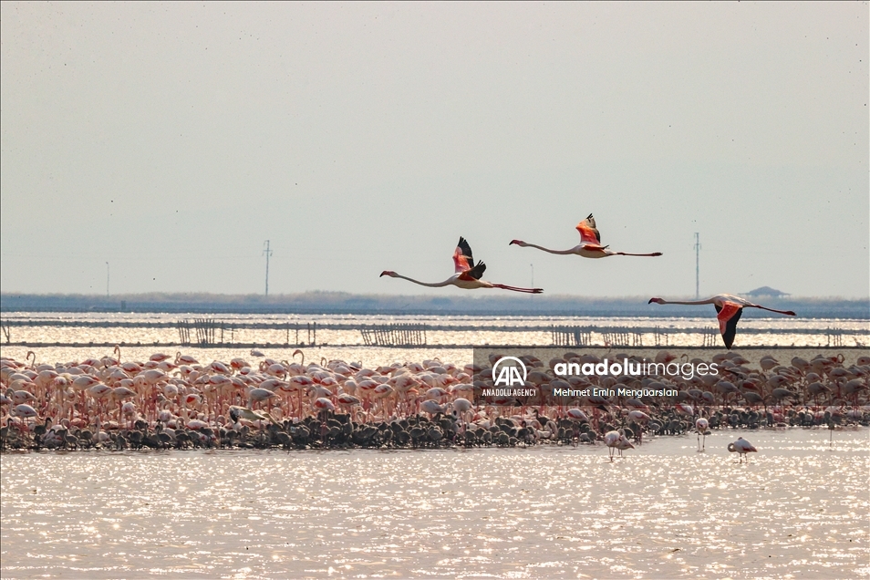 Izmir's flamingo island