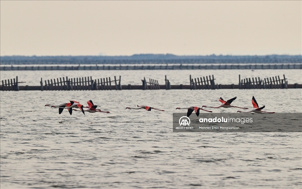 Izmir's flamingo island