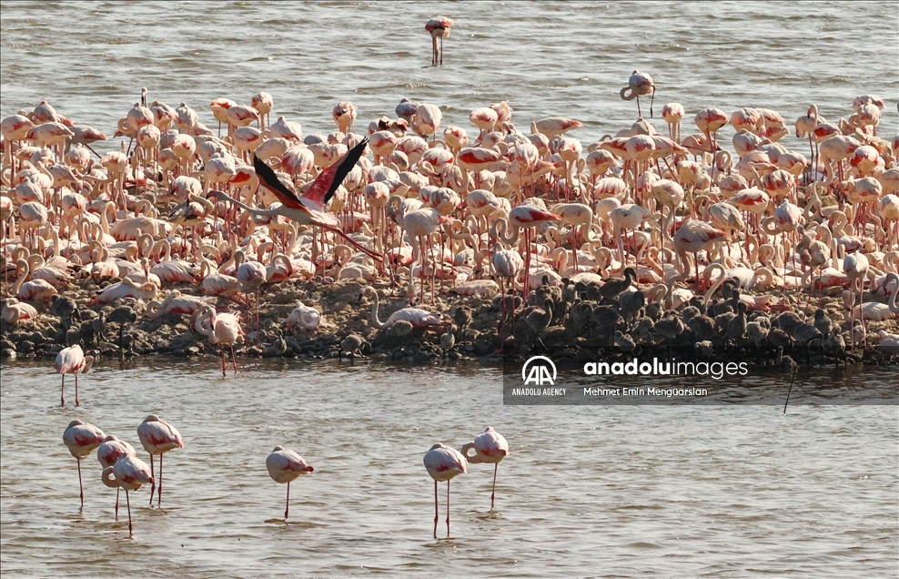 Izmir's flamingo island