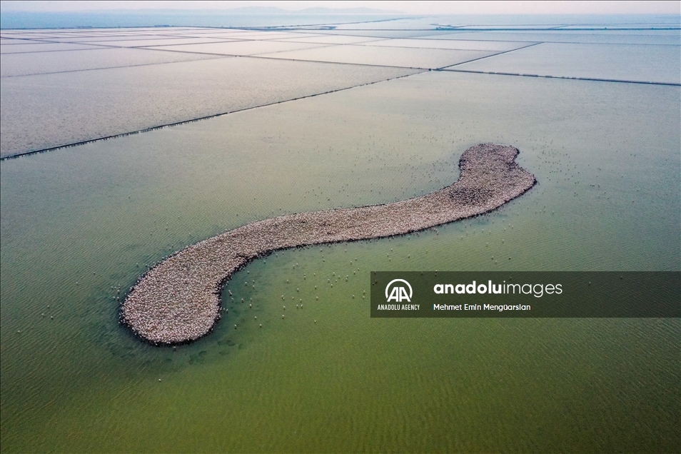 Izmir's flamingo island