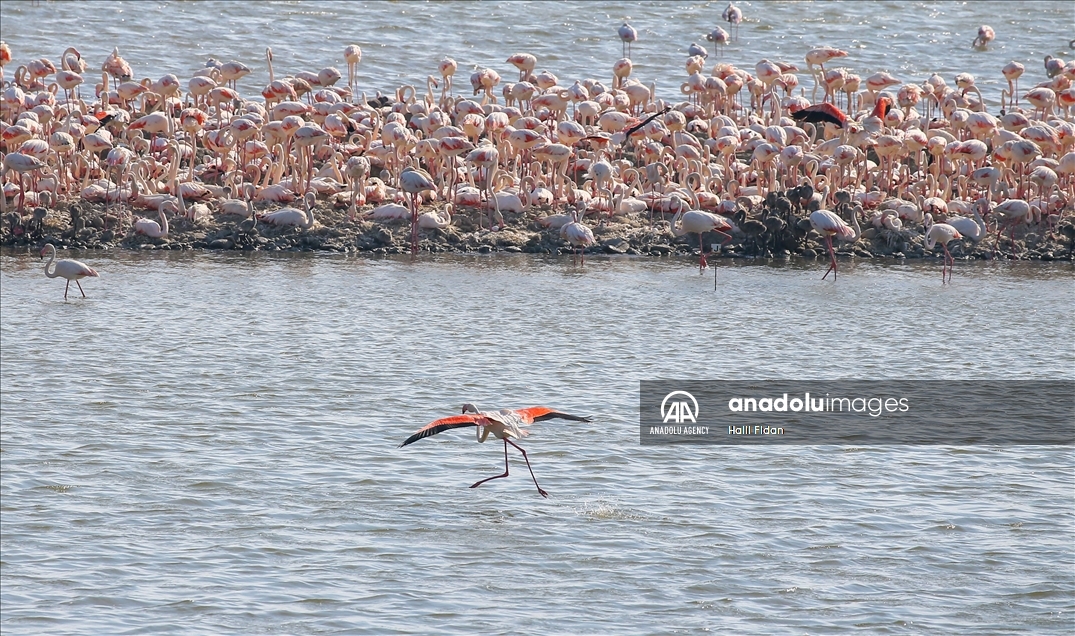 Izmir's flamingo island