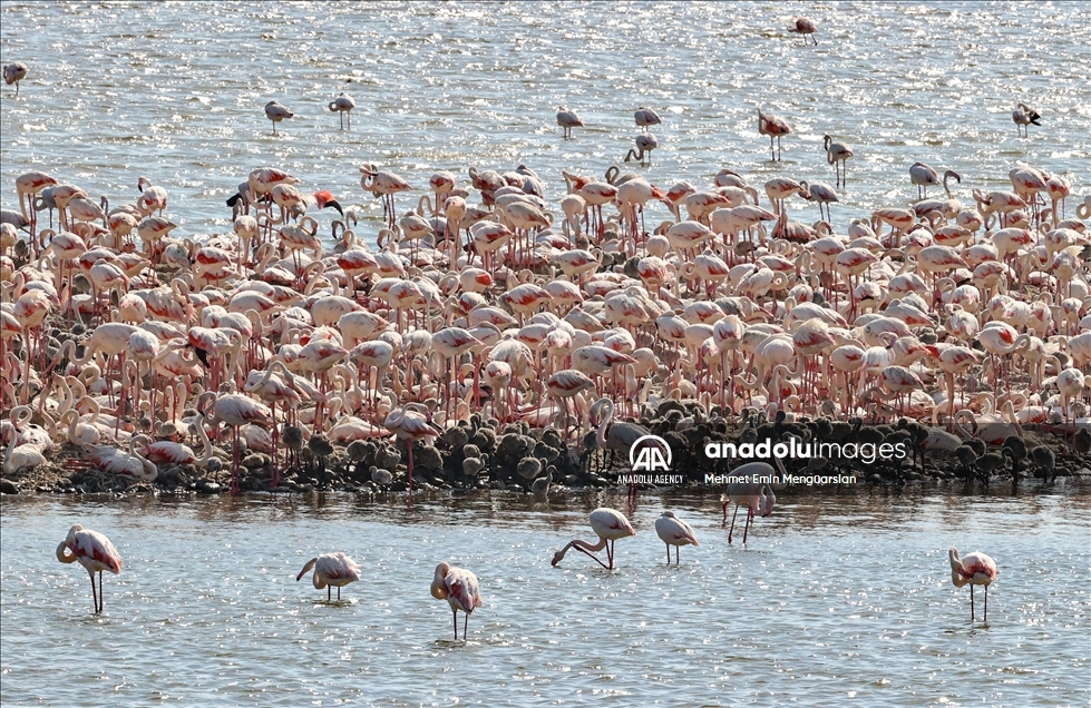 Izmir's flamingo island
