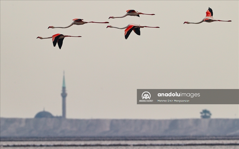 Izmir's flamingo island