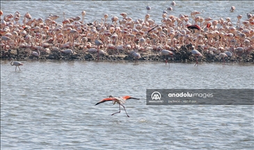 A Izmir, « l’île aux Flamants roses » accueille des milliers d’oiseaux venus se reproduire