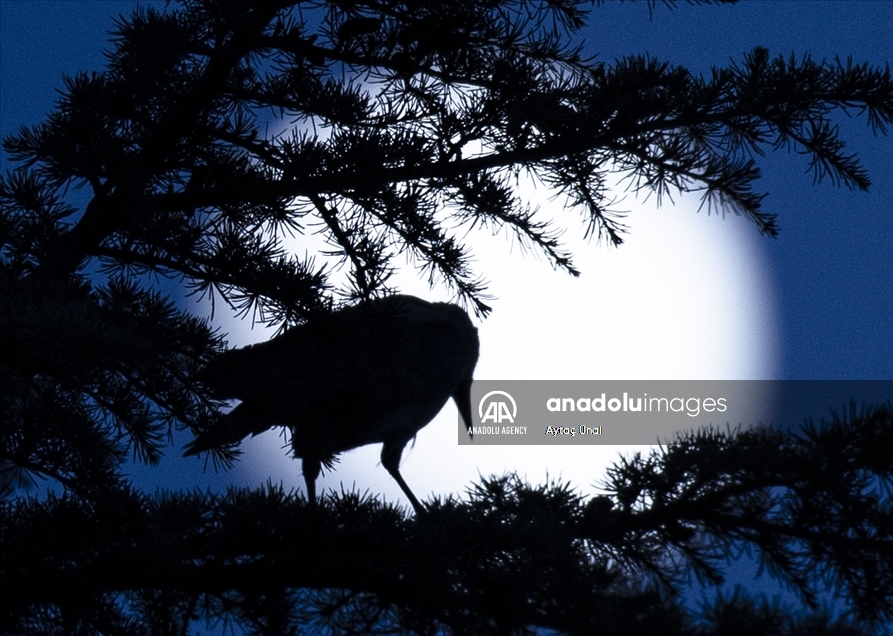 Full Moon in Ankara