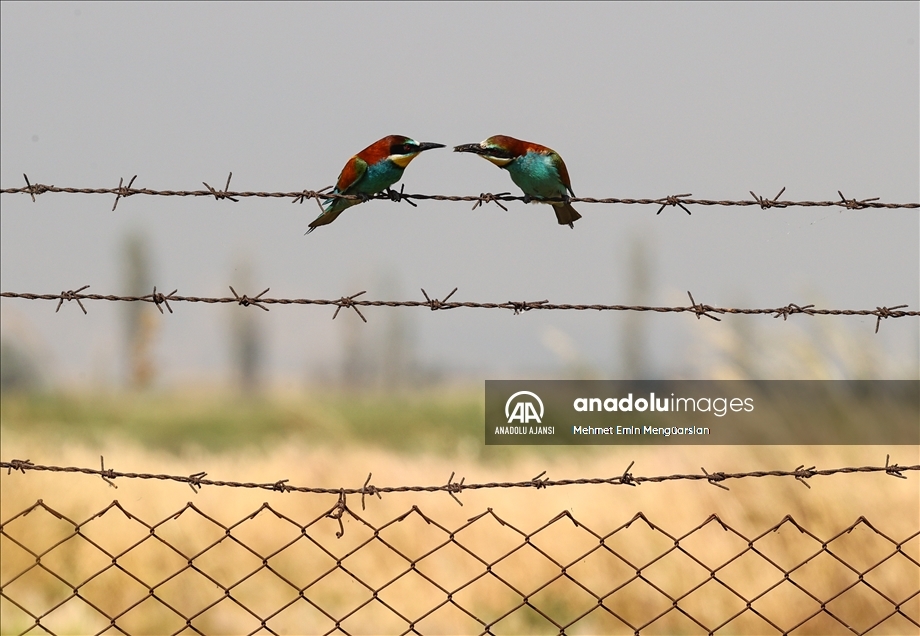 Renkli tüyleriyle dikkat çeken arı kuşlarının beslenme zamanı