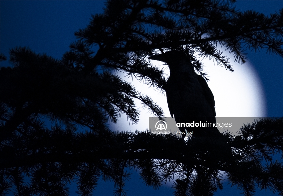 Full Moon in Ankara