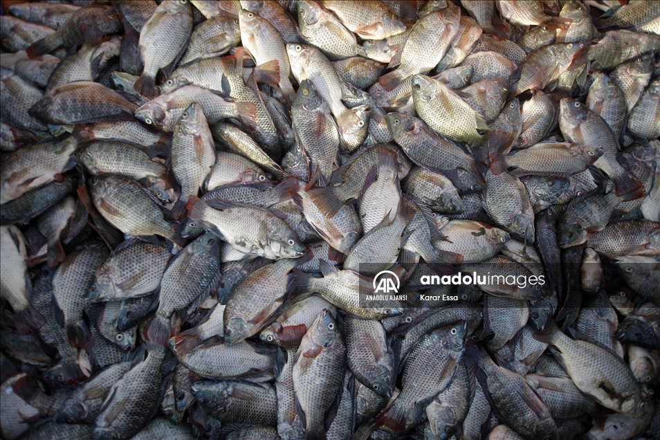 Çölün ortasındaki mucize: Necef Denizi