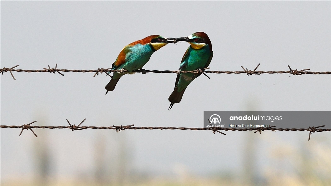 Renkli tüyleriyle dikkat çeken arı kuşlarının beslenme zamanı