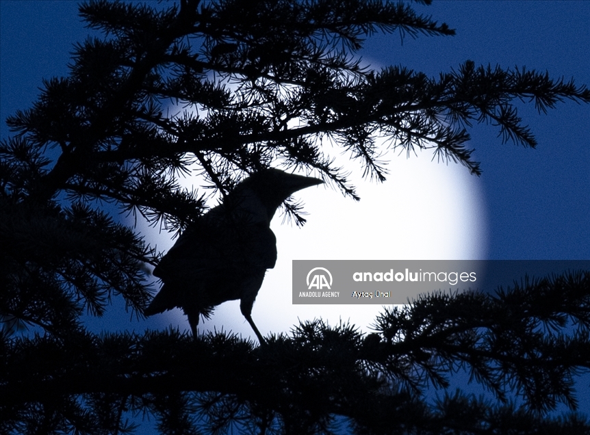 Full Moon in Ankara